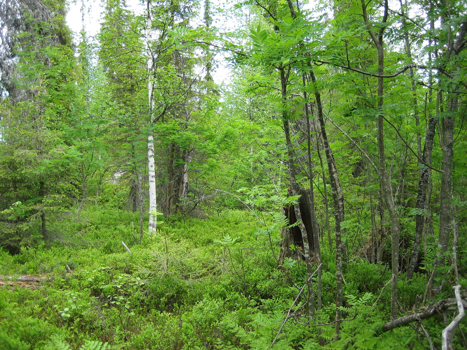 Runsaskasvuisessa sekametsässä on vanhoja kantoja ja taka-alalla suuri kivi.