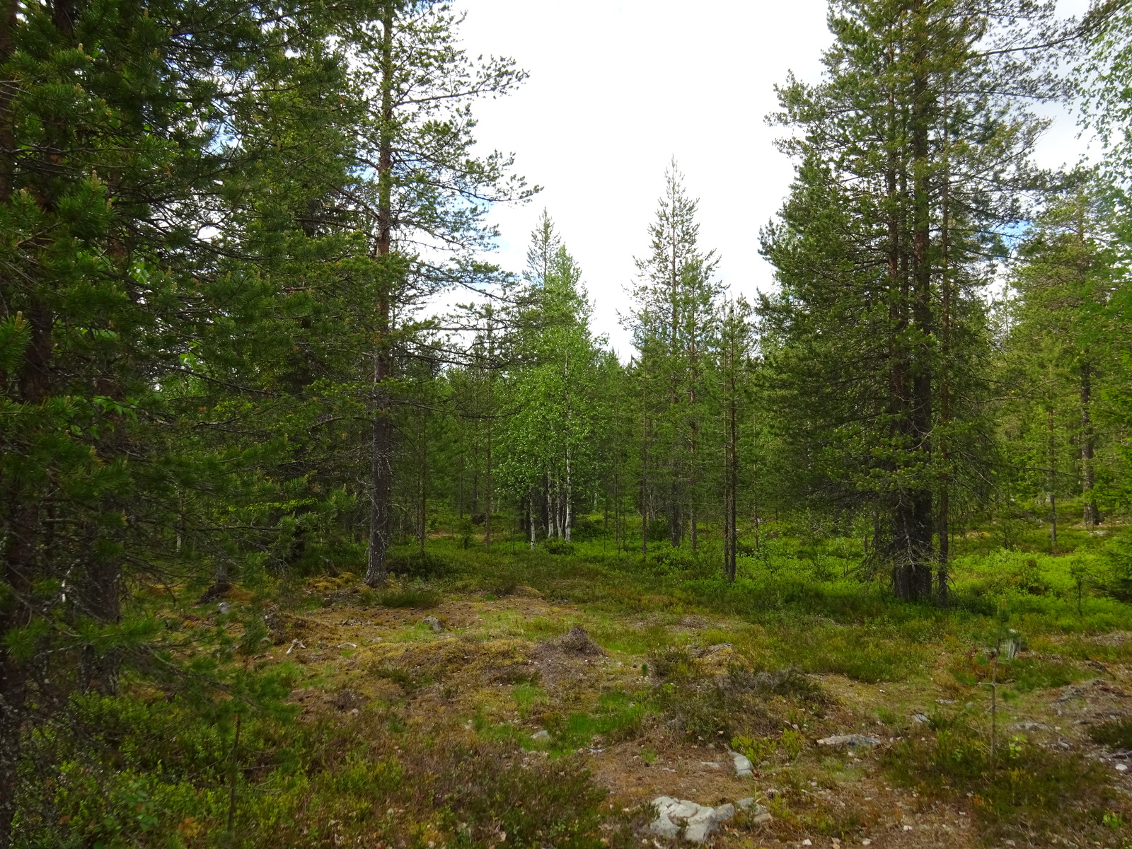 Kesäisessä sekametsässä kasvaa koivuja, kuusia ja mäntyjä. Etualalla on puuton alue.