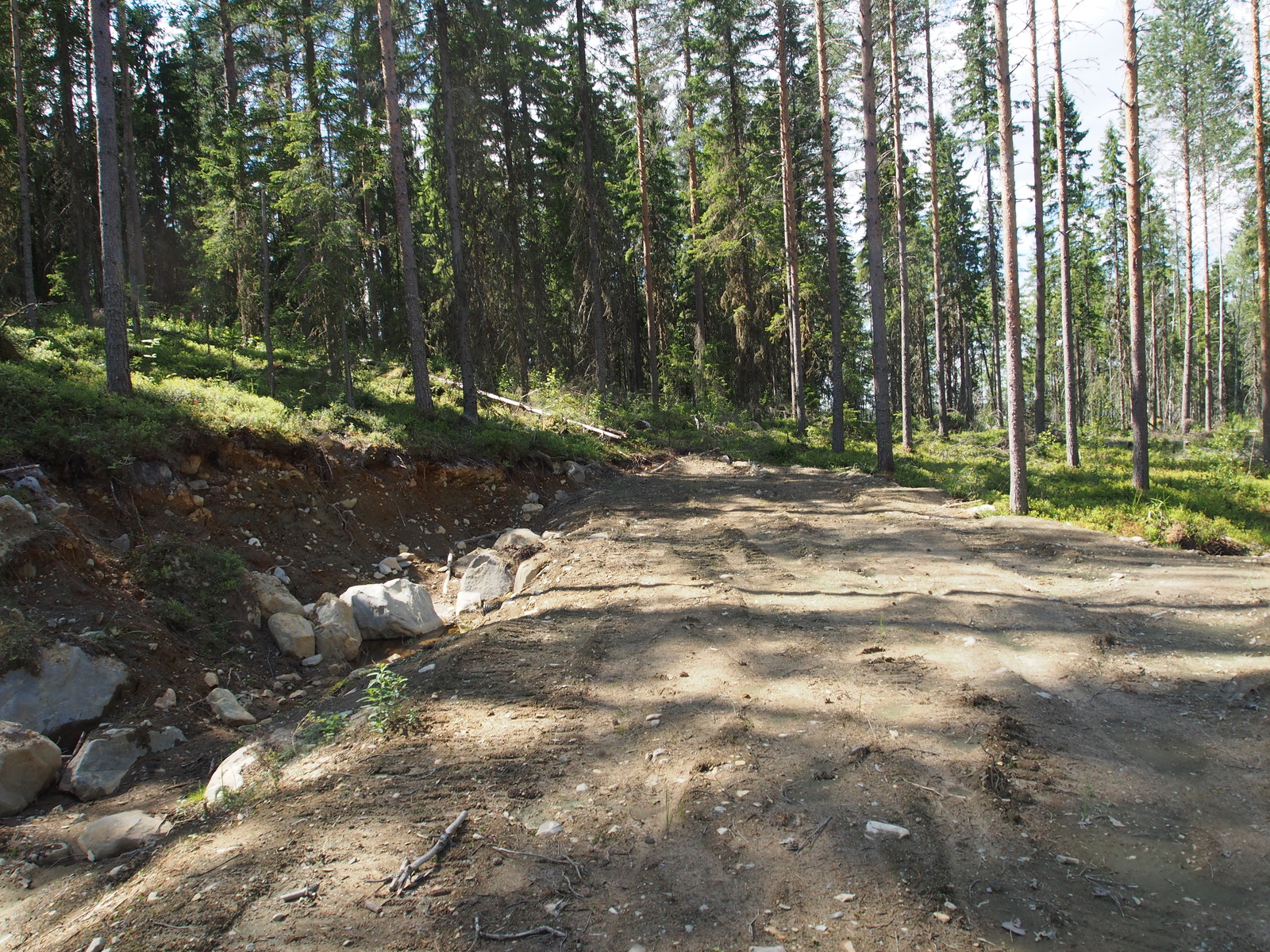 Loivassa rinteessä kasvavan kesäisen havumetsän edustalla on tienpohja.