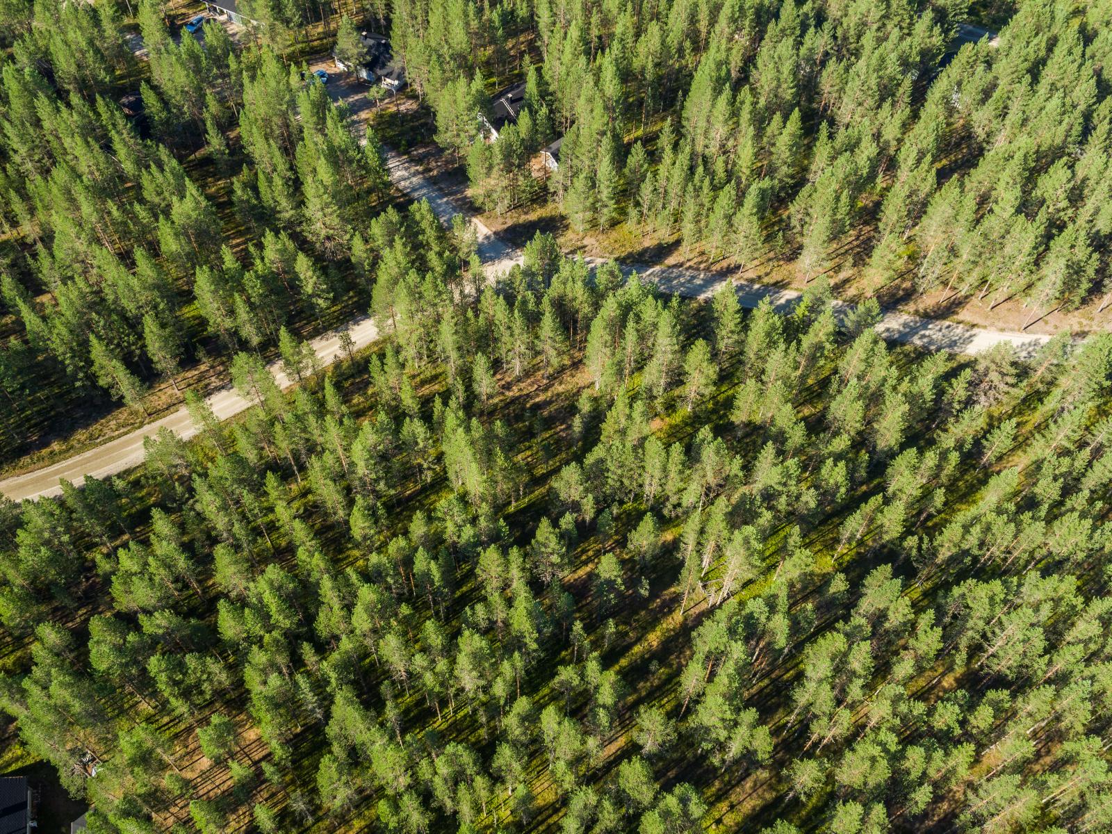 Mökeille vievä tie kulkee aurinkoisen ja avaran mäntykankaan läpi. Ilmakuva.