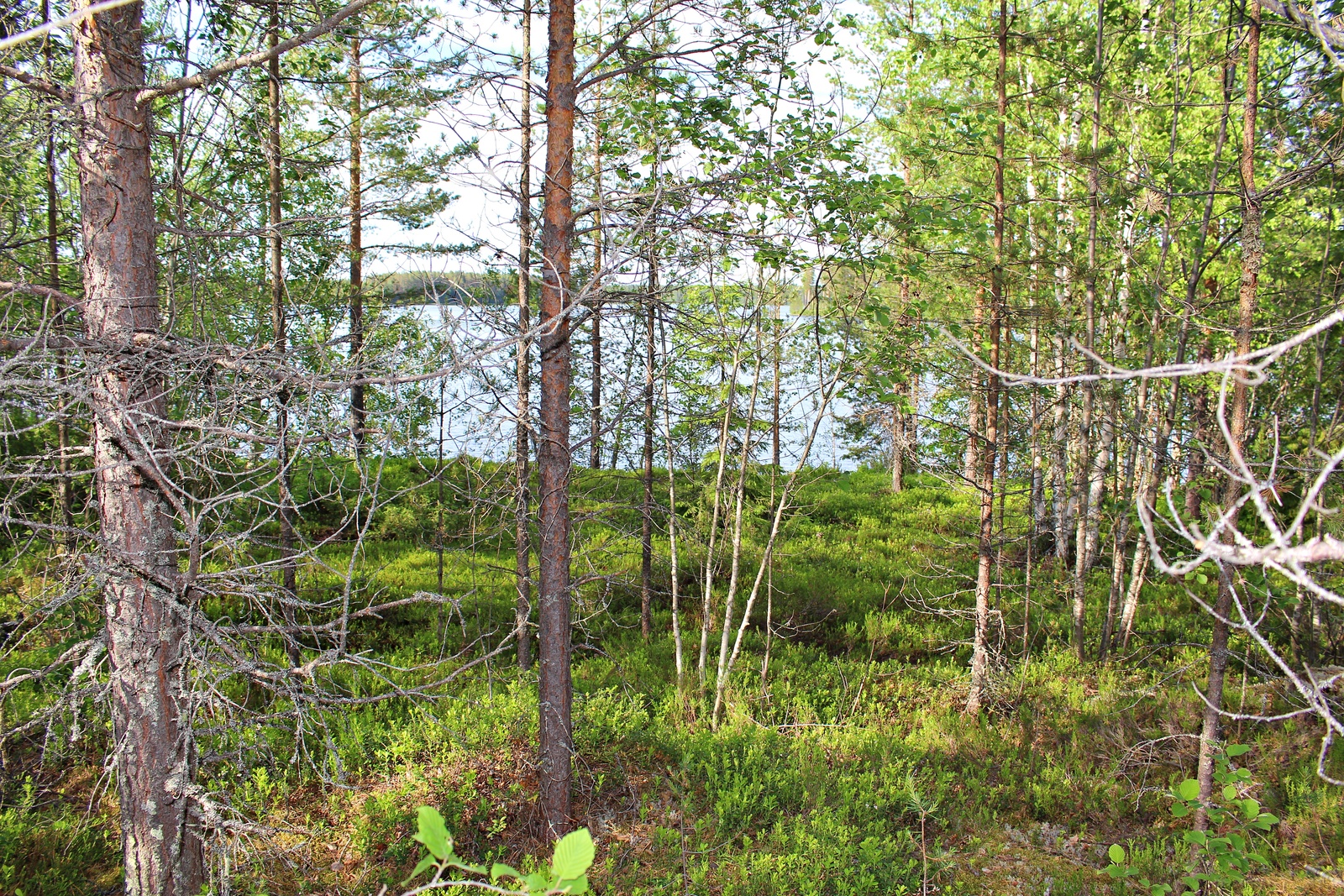 Rannan tuntumassa kasvavan kesäisen sekametsän takana häämöttää järvimaisema.