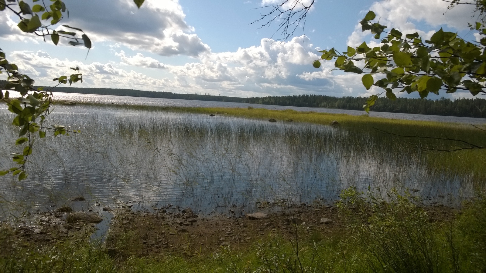 Rannan lehtipuut reunustavat kesäistä järvimaisemaa. Rantavedessä on kiviä ja vesikasvillisuutta.