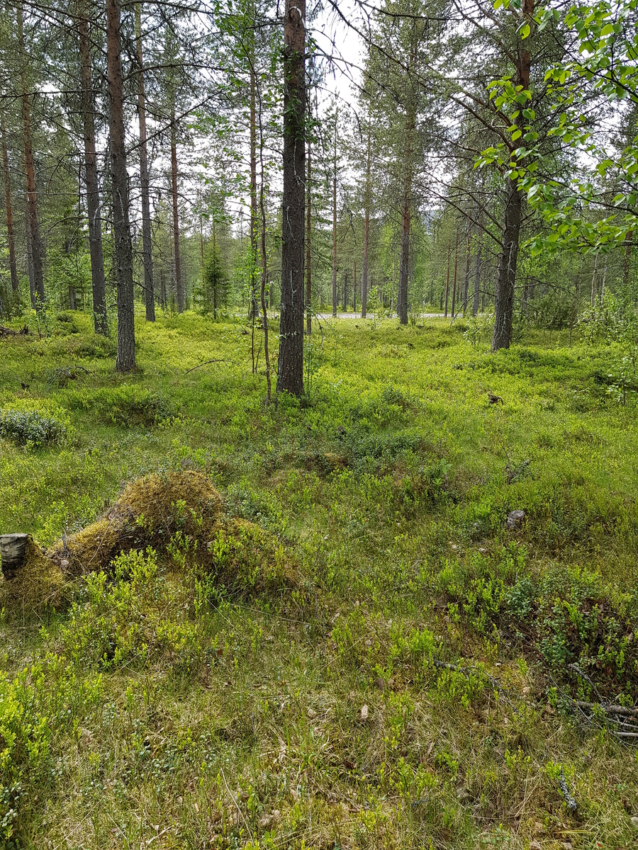 Mäntyvaltaisessa metsässä kasvaa myös kuusia, koivuja ja katajia. Etualalla on puuton alue.