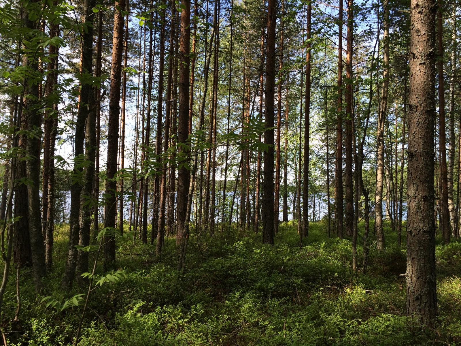 Rannan tuntumassa kasvavan kesäisen sekametsän takana häämöttää järvi.