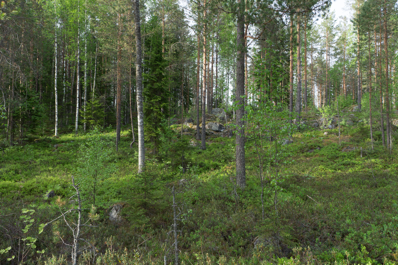 Kesäisessä metsässä kasvaa koivuja, mäntyjä ja kuusia. Puiden joukossa on kivikkoinen alue.
