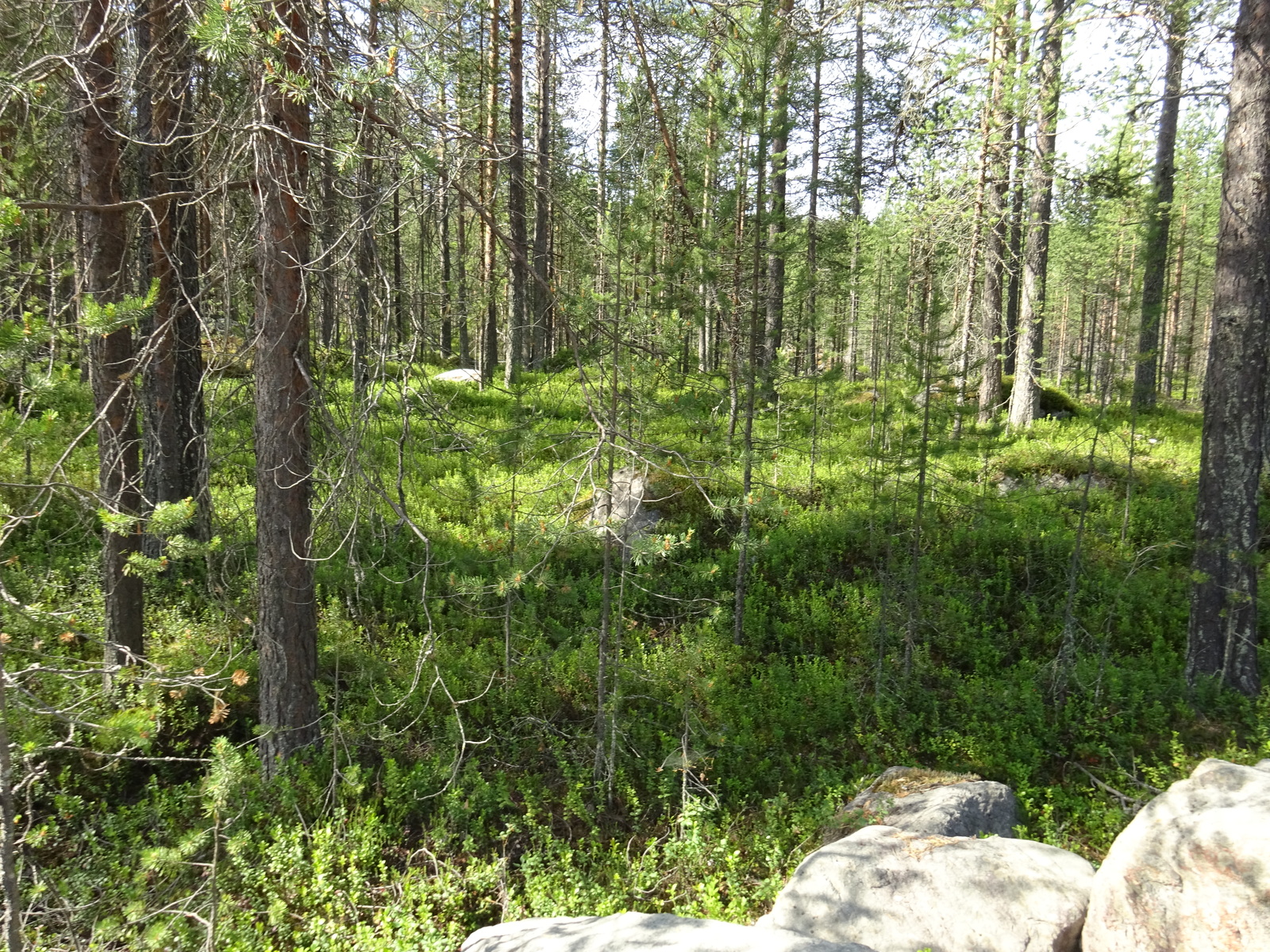 Kesäisessä mäntymetsässä on kivenlohkareita.