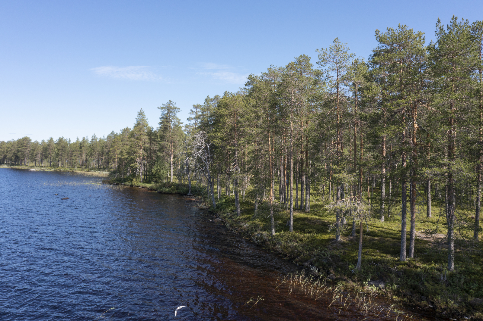 Mäntyvaltainen metsä reunustaa järveä vasemmalle kaartuvassa rantaviivassa.