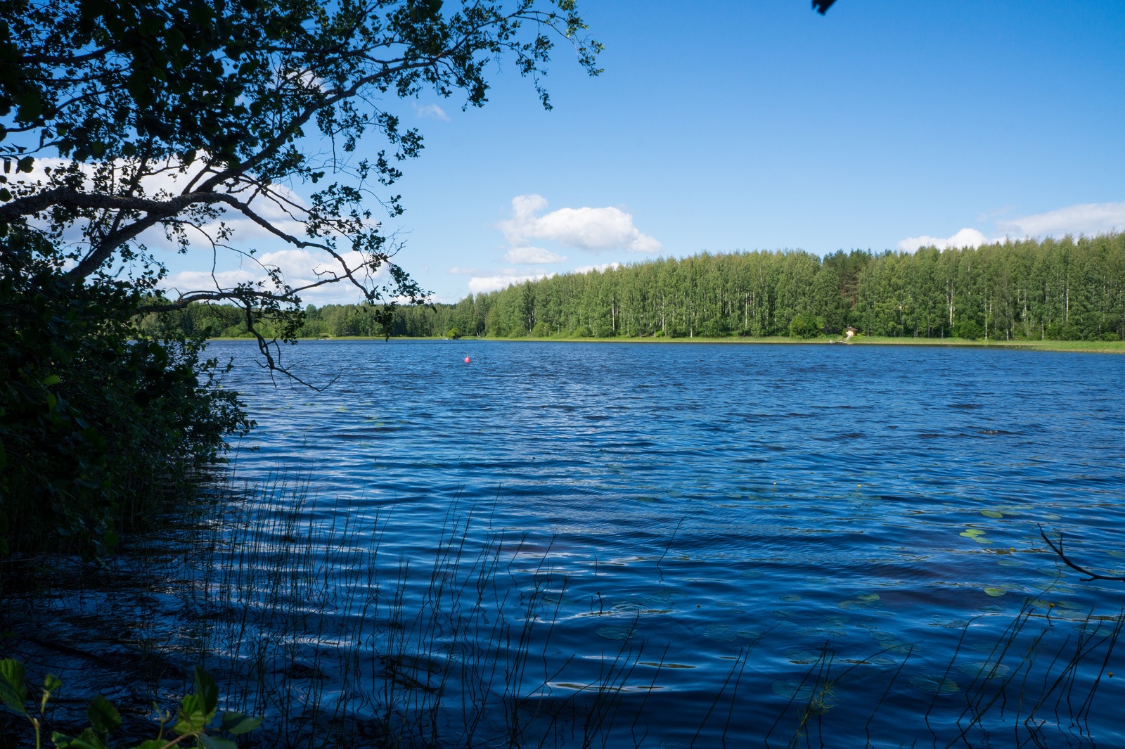 Kesämaisemassa puiden oksat kaartuvat järven yläpuolelle ja taivaalla on muutamia pilviä.