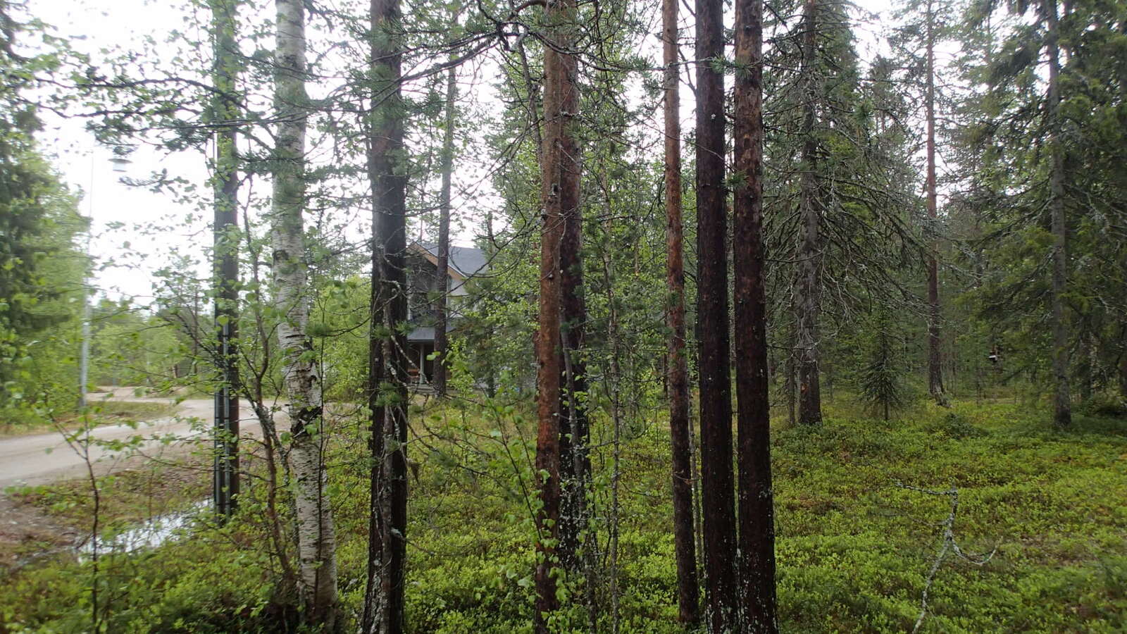 Koivujen, mäntyjen ja kuusien takana on mökki. Tie kulkee metsässä mökin ohi.