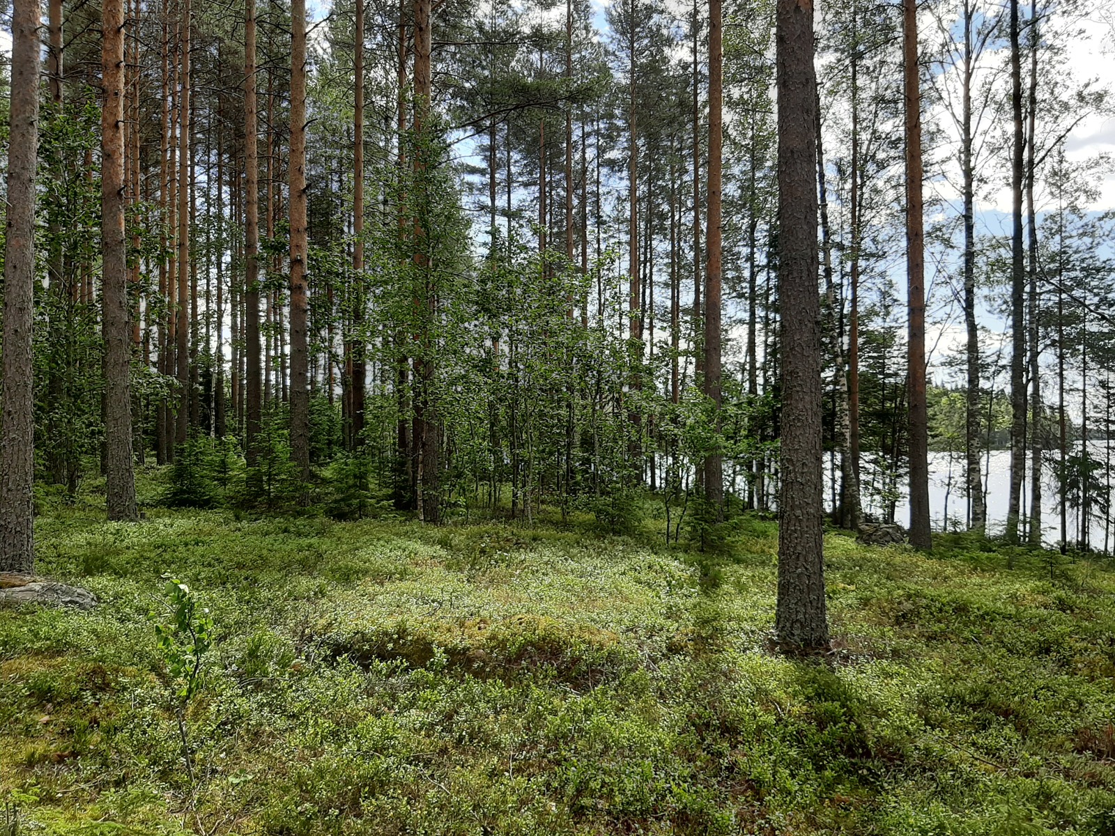 Rannan tuntumassa kasvaa kesäinen mäntyvaltainen metsä, jonka takana häämöttää järvi.