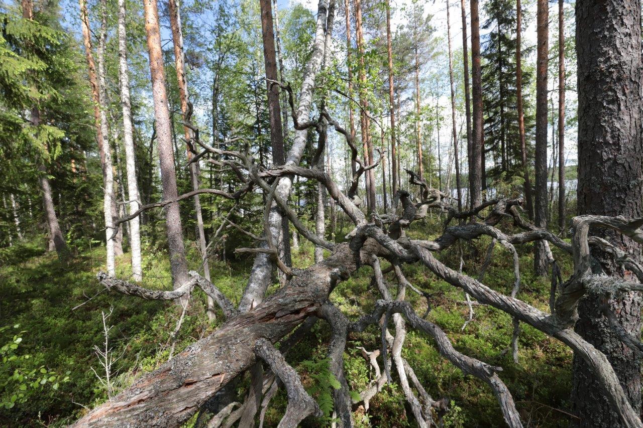 Kesäisessä sekametsässä käppyräinen kelo nojaa maata vasten. Taustalla häämöttää järvi.