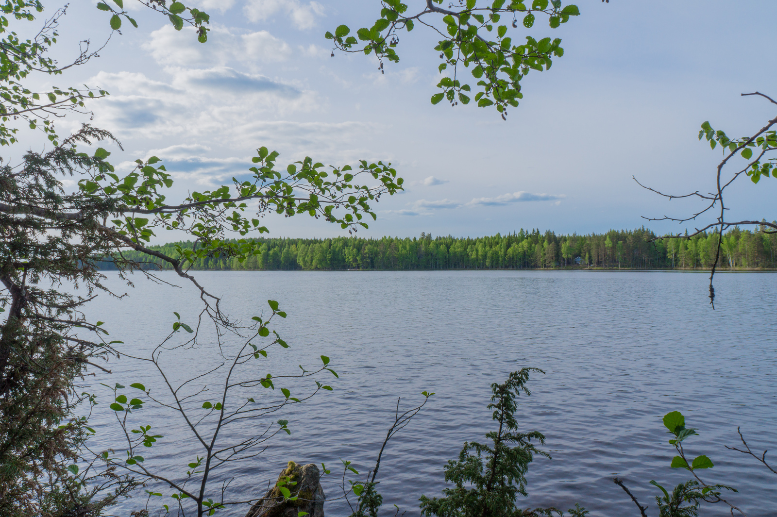 Rantapuiden oksat reunustavat kesäistä järvimaisemaa.