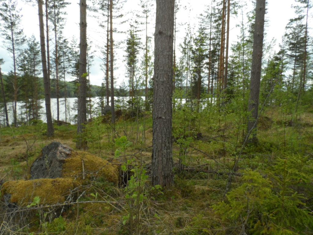 Rantaan laskeutuvassa rinteessä kasvaa karsittu metsä. Taustalla avautuu järvimaisema.