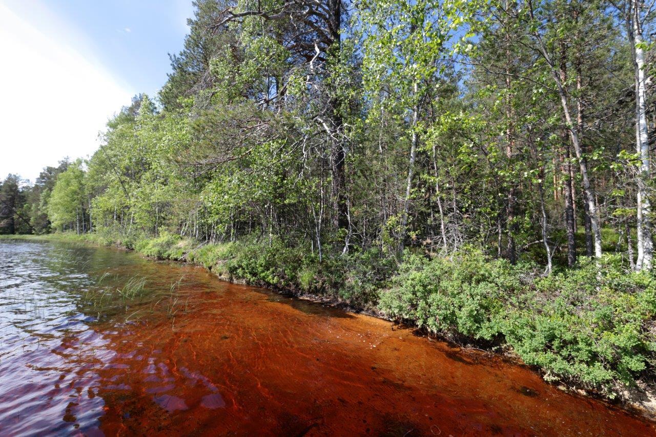 Järven rannalla kasvaa kesäinen sekametsä. Kirkkaan veden alla erottuu punertava hiekkapohja.