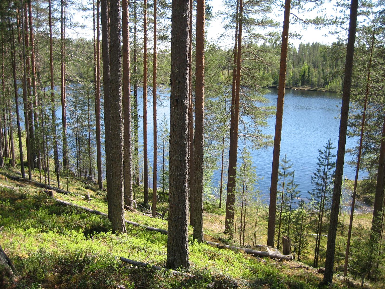 Mäntymetsä kasvaa jyrkähkössä rantaan laskeutuvassa rinteessä. Puiden lomasta avautuu järvimaisema.