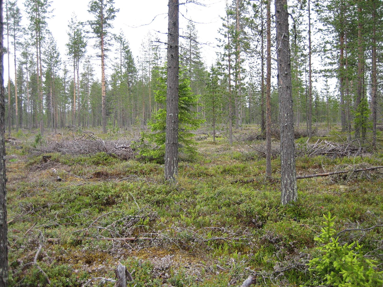 Valoisa havumetsä.