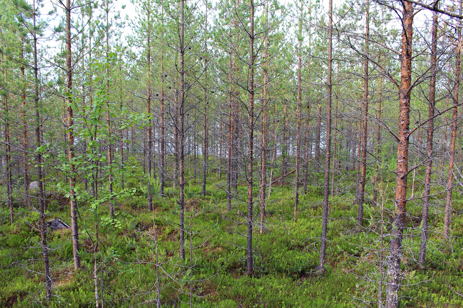 Mäntytaimikon edustalla kasvaa nuori koivu. Taustalla häämöttää järvi.