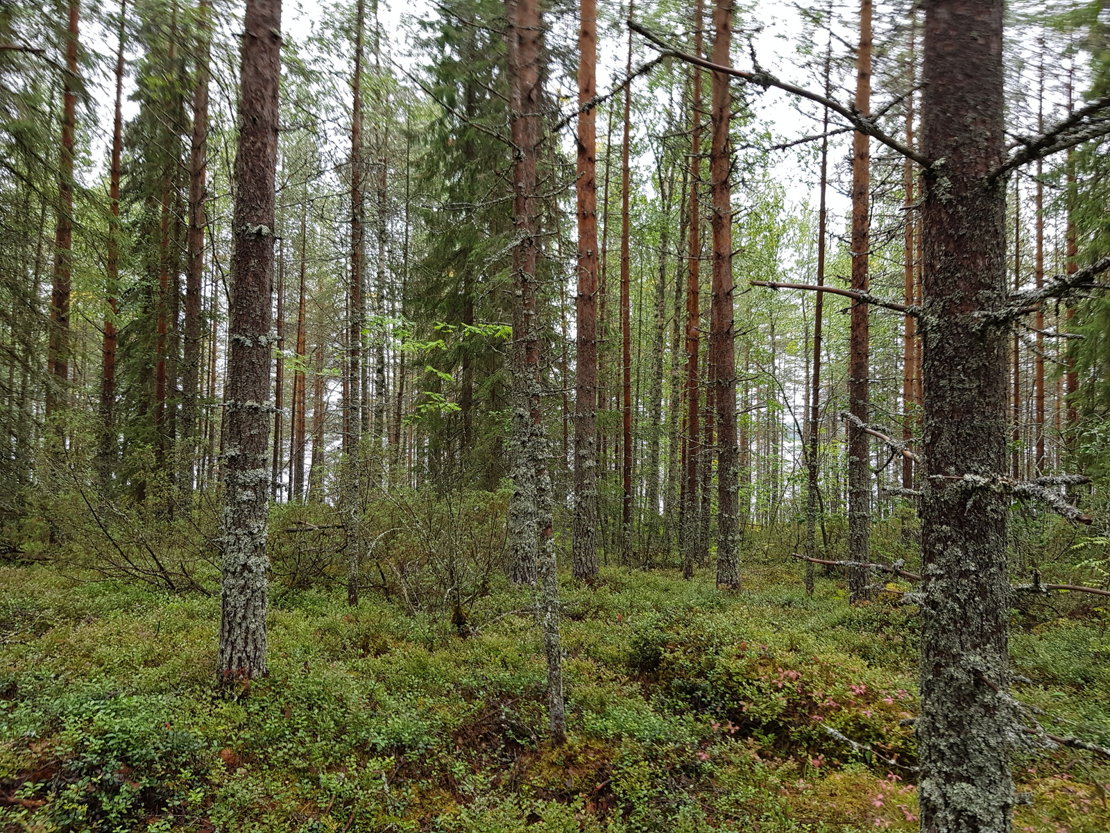 Havupuuvaltaisessa sekametsässä kasvaa myös lehtipuita.