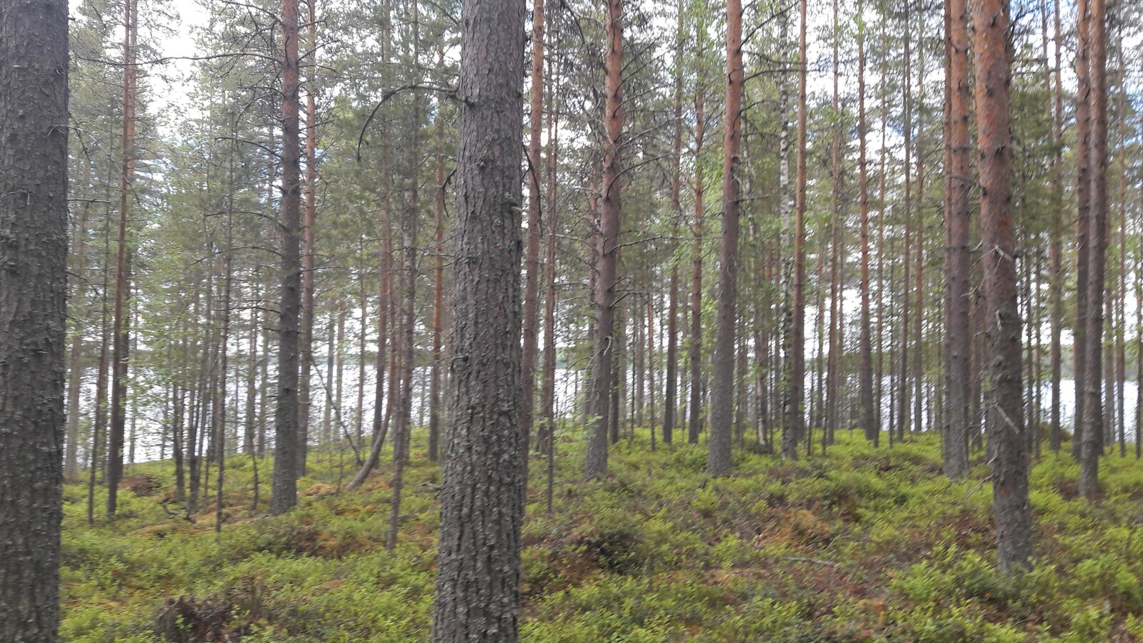 Mäntyvaltaisen metsän takana häämöttää järvi.