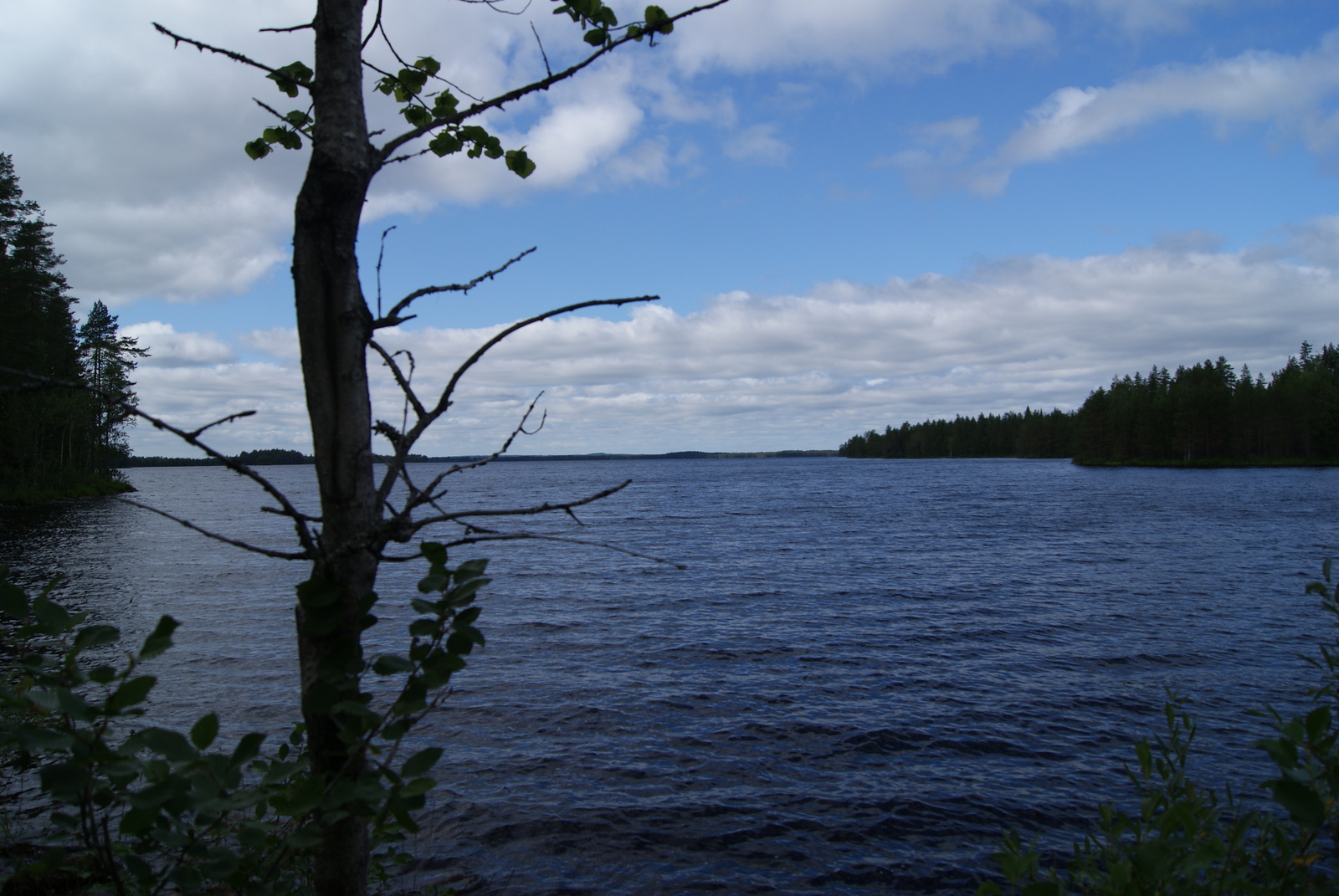 Kesäisessä järvimaisemassa veden pinta laineilee hieman. Etualalla on koivu.