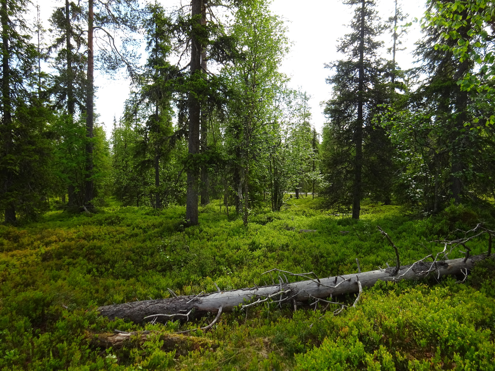 Kesäisen kuusivaltaisen sekametsän aluskasvillisuutena on mustikkaa. Maassa on kaatunut puu.