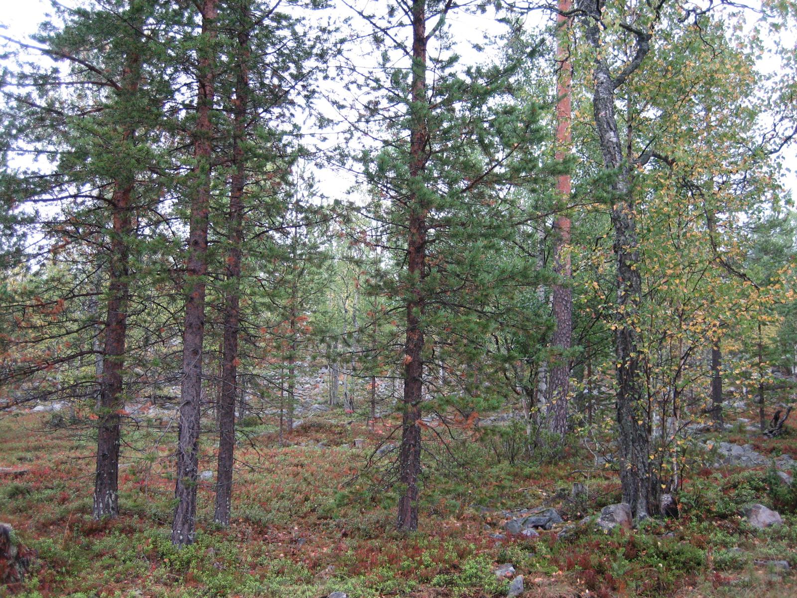 Sekametsässä on kivikkoinen maa. Aluskasvillisuudessa ja koivuissa on ruskan sävyjä.