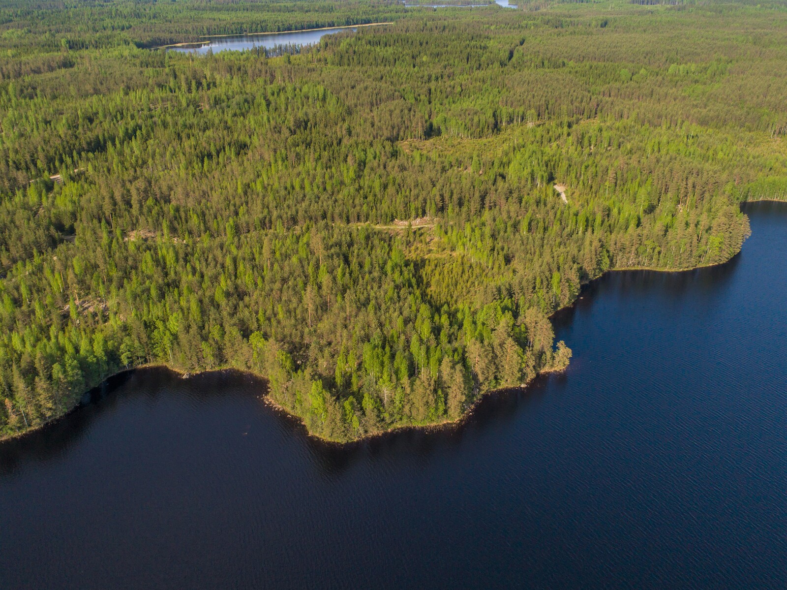 Kesämaisemassa laaja metsäalue alkaa järven mutkittelevasta rantaviivasta. Ilmakuva.