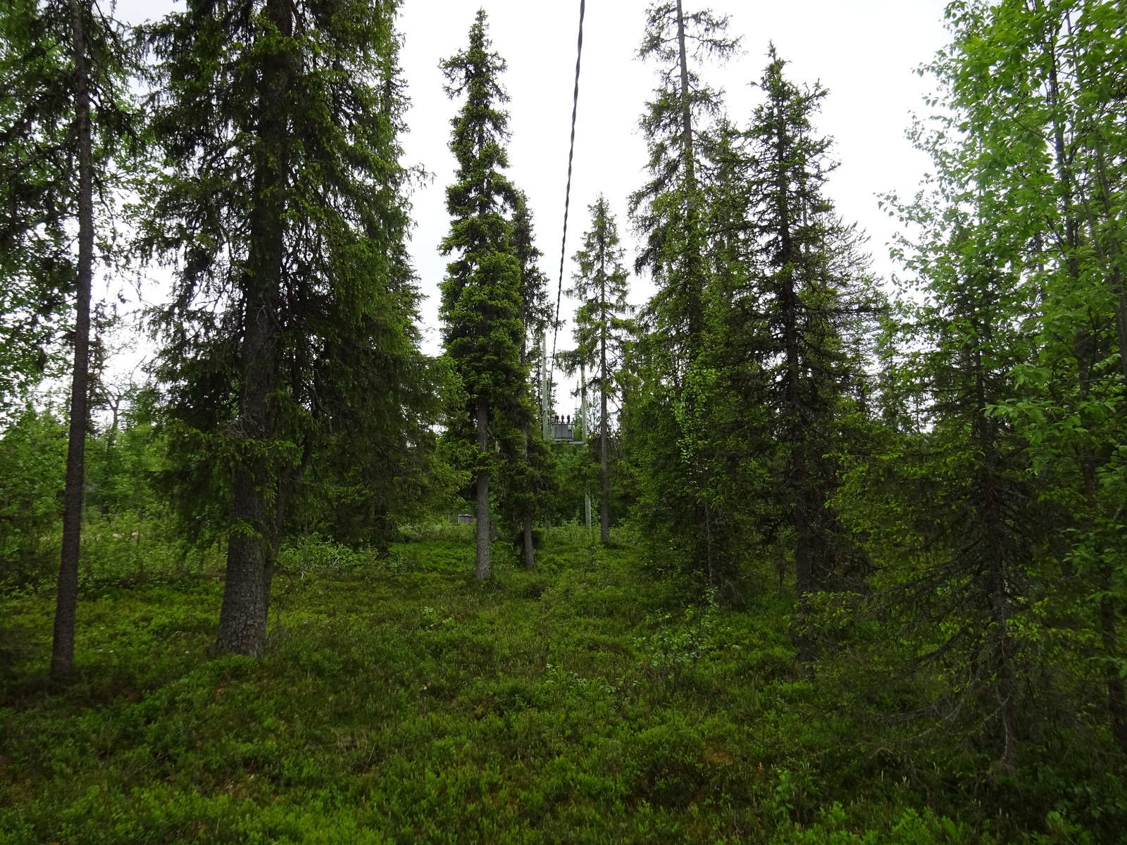 Tiheässä sekametsässä kasvaa koivuja ja kuusia. Puiden lomasta pilkottaa rakennus.