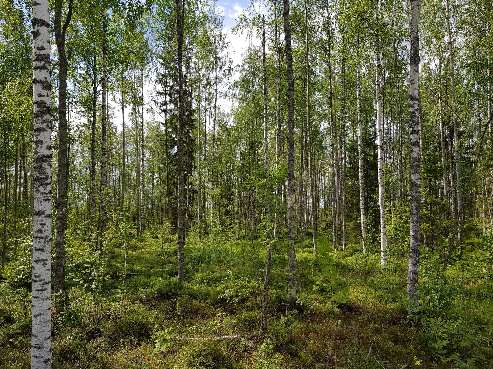 Valoisassa koivuvaltaisessa metsässä kasvaa myös pihlajia ja kuusia.