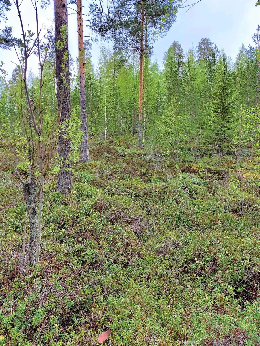 Tontin takamaastossa kasvaa nuoria koivuja ja mäntyjä. Joukossa on muutama korkea puu.