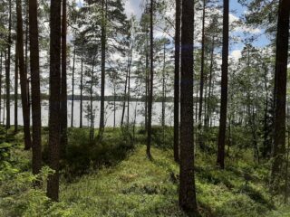 Mäntyvaltaisen metsän ja rannalla kasvavien lehtipuiden takana avautuu järvimaisema.