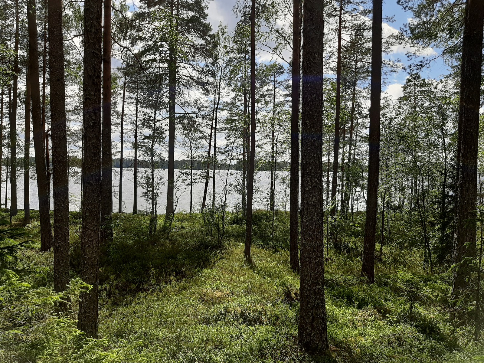 Mäntyvaltaisen metsän ja rannalla kasvavien lehtipuiden takana avautuu järvimaisema.