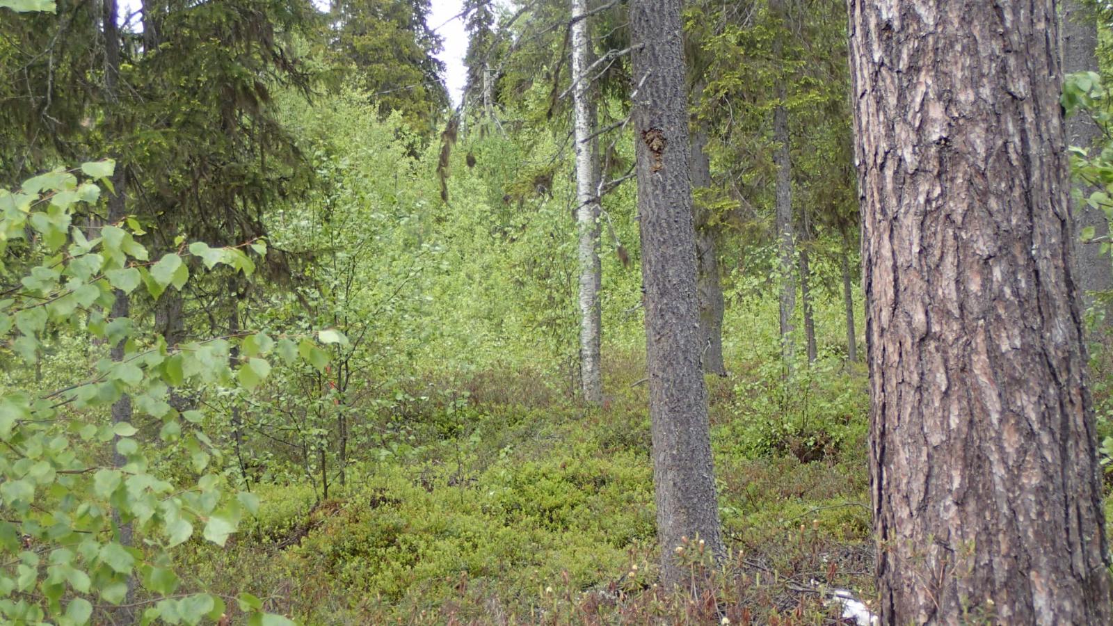 Kuusivaltaisessa metsässä kasvaa myös koivuja. Aluskasvillisuutena on mustikanvarpuja.