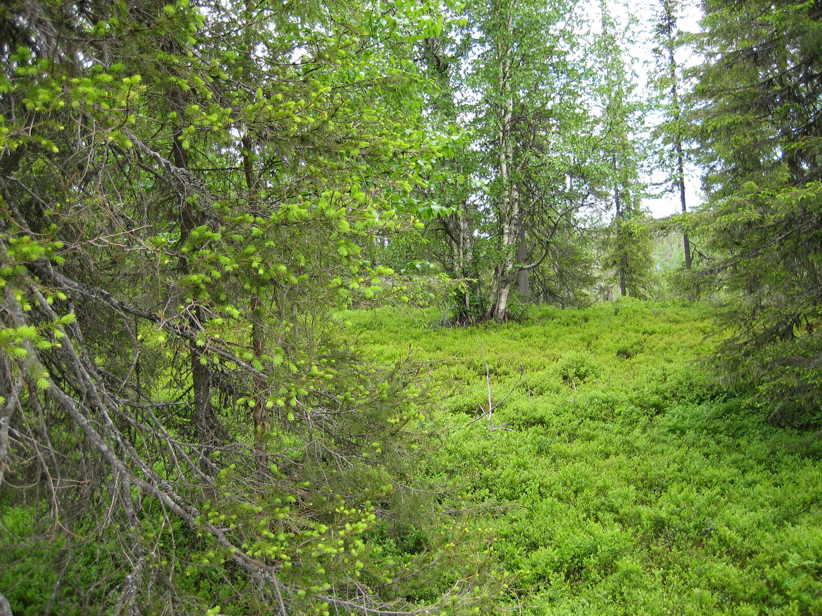 Kuusivaltaisessa metsässä kasvaa myös koivuja. Kuusissa on nuoria versoja eli kuusenkerkkiä.