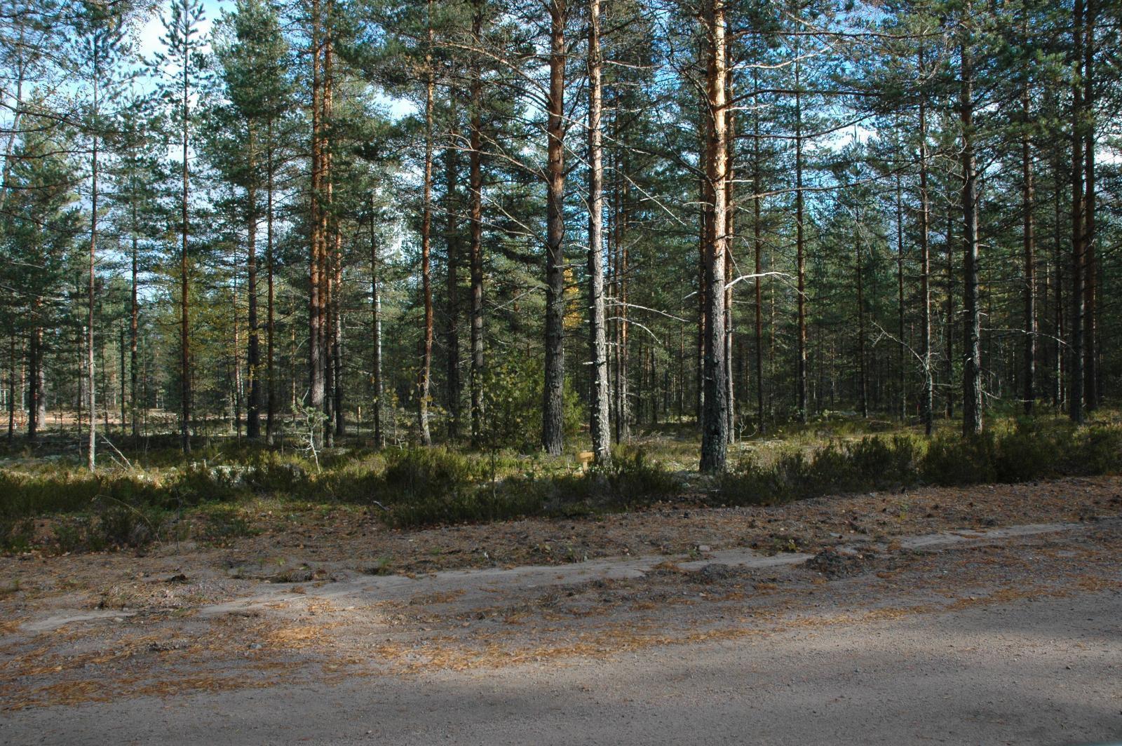 Aurinko paistaa hiekkatien viereltä alkavalle mäntykankaalle.