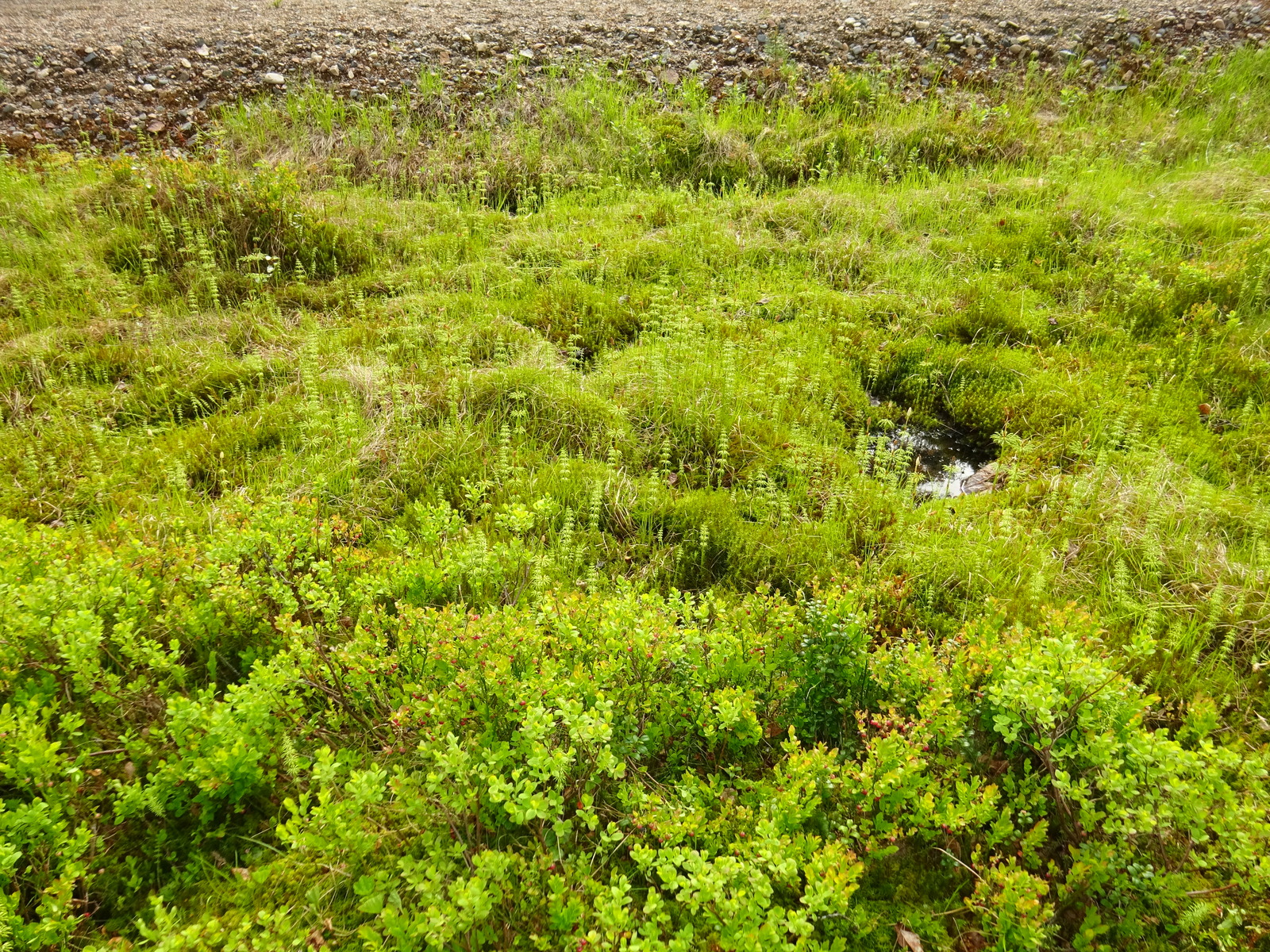 Mustikat kukkivat vien vierustalla. Aluskasvillisuutena myös metsäkortetta ja sammalia.