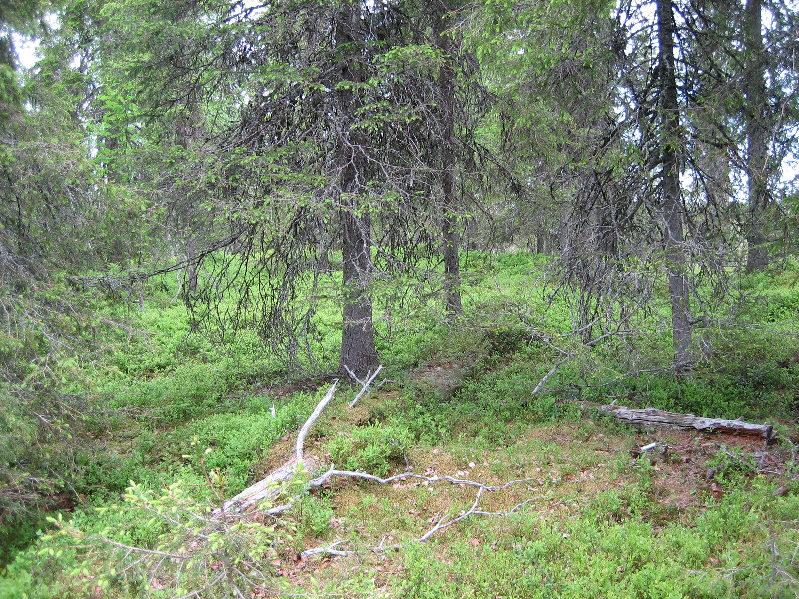 Kesäisiä kuusenkerkkiä, ja kuusten juurella on kaatuneita puita.