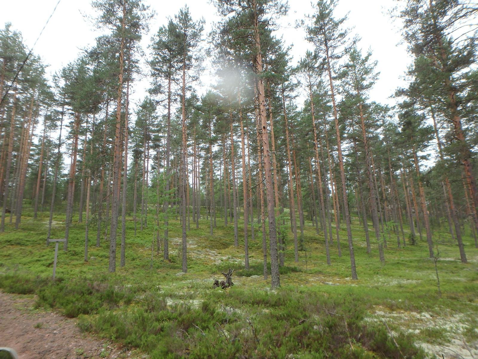 Tien reunasta alkava mäntykangas kasvaa kumpuilevassa harjumaastossa.