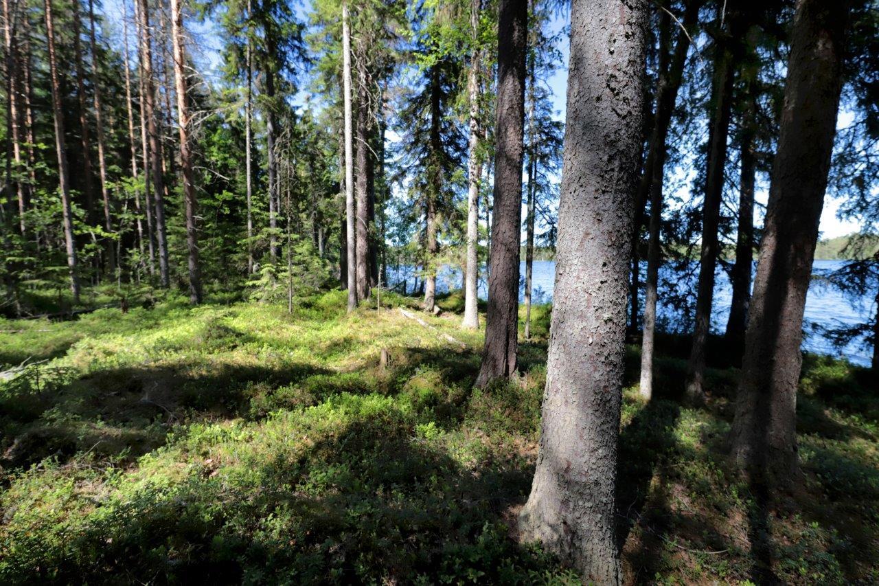 Aurinko paistaa kesäiseen havumetsään, jonka takana pilkottaa järvimaisema.