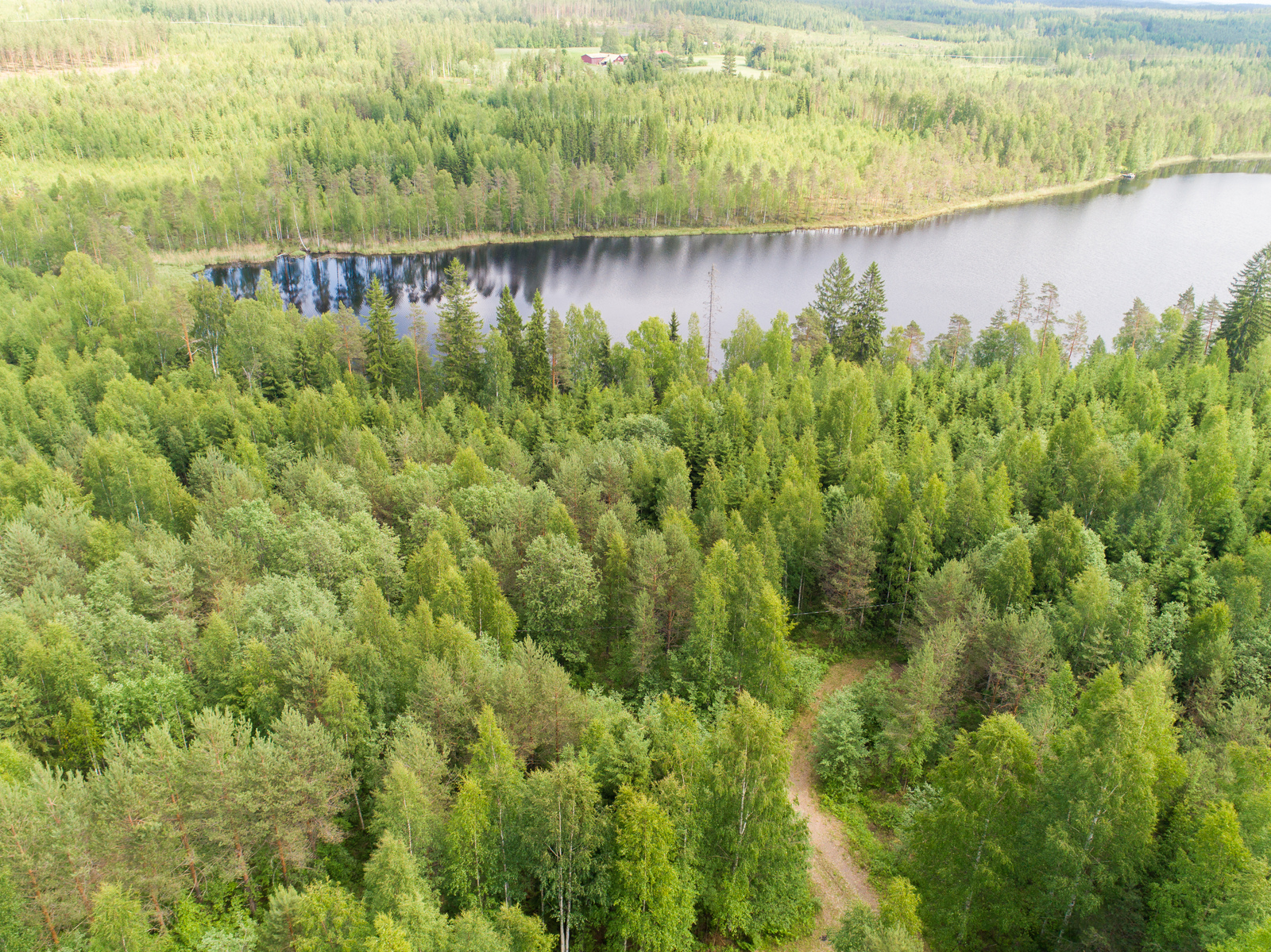 Tie kulkee kesäisessä sekametsässä, jonka takana siintää järvi. Ilmakuva.