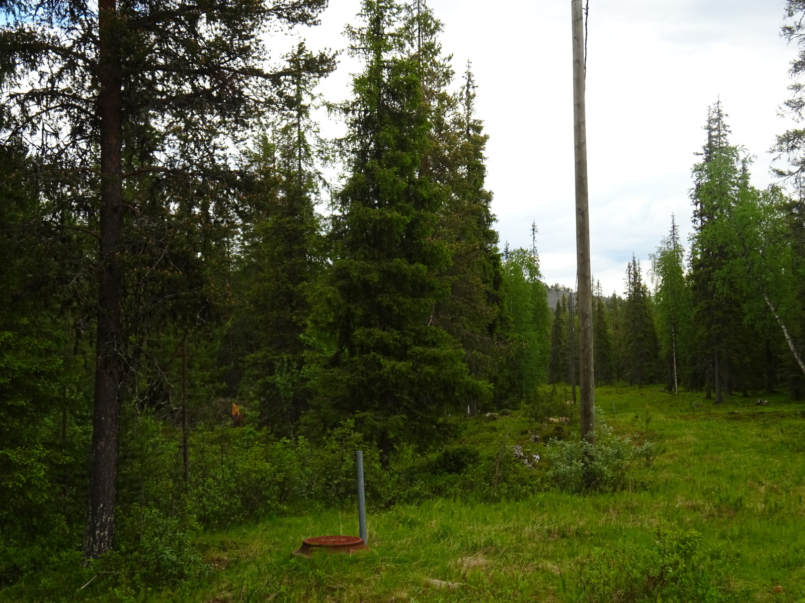 Oikealla on avonainen linja metsän halki. Puiden takana häämöttää tunturi.