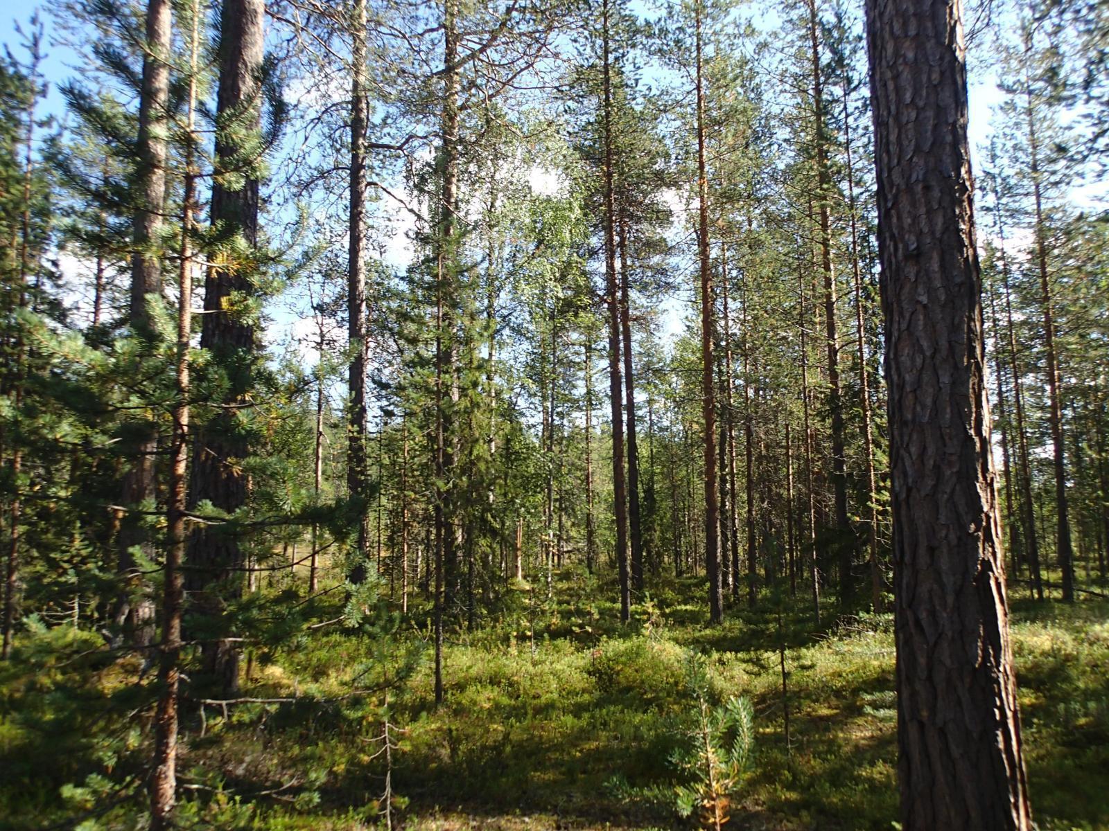 Kesämaisemassa aurinko paistaa havupuuvaltaiseen metsään. Etuoikealla on kilpikaarnainen mänty.