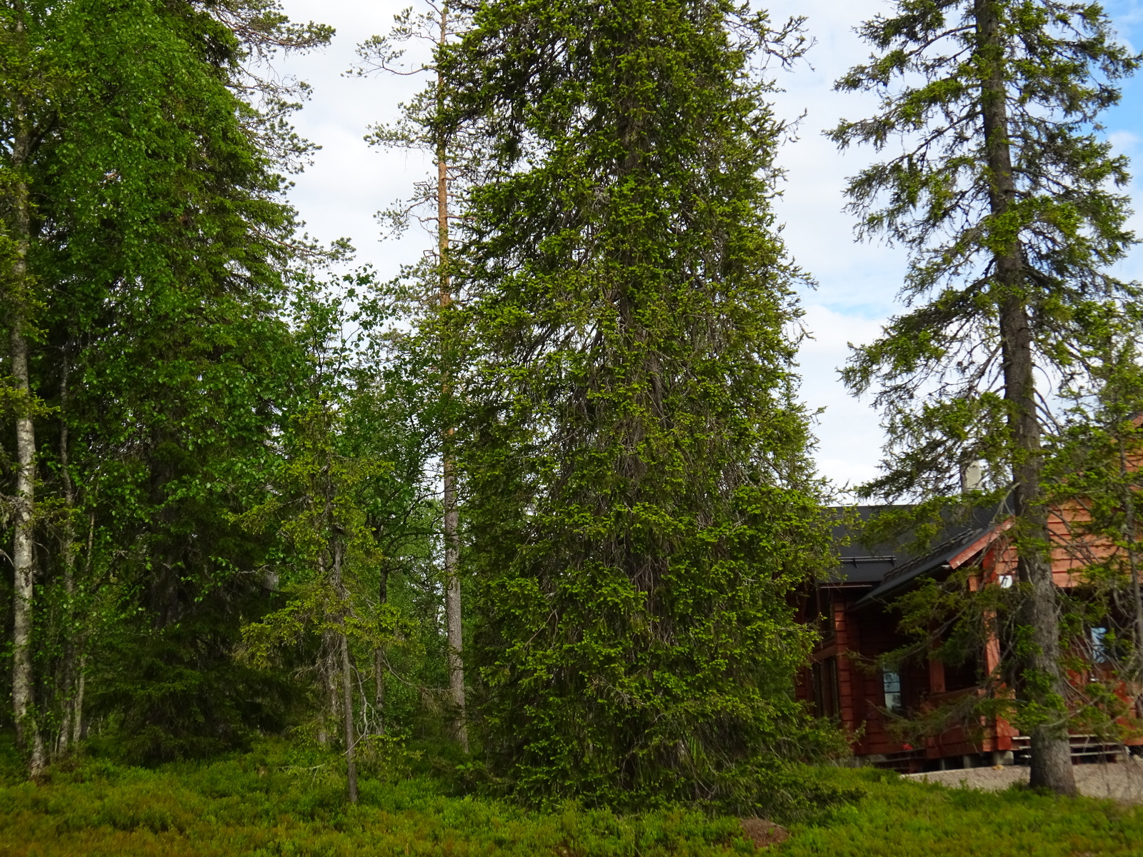 Vehreän metsän kuusten välistä pilkottaa rakennus oikealla.