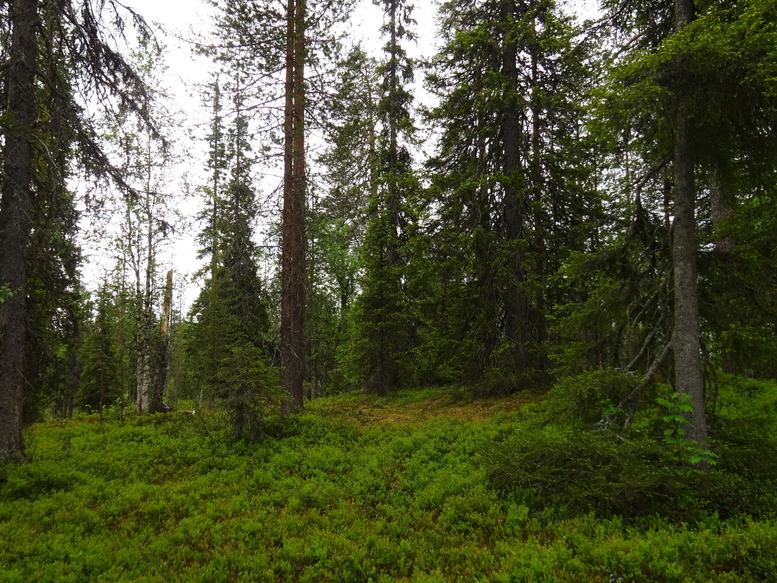 Kuusivaltaisen metsän kenttäkerroksessa kasvaa mustikanvarpuja.