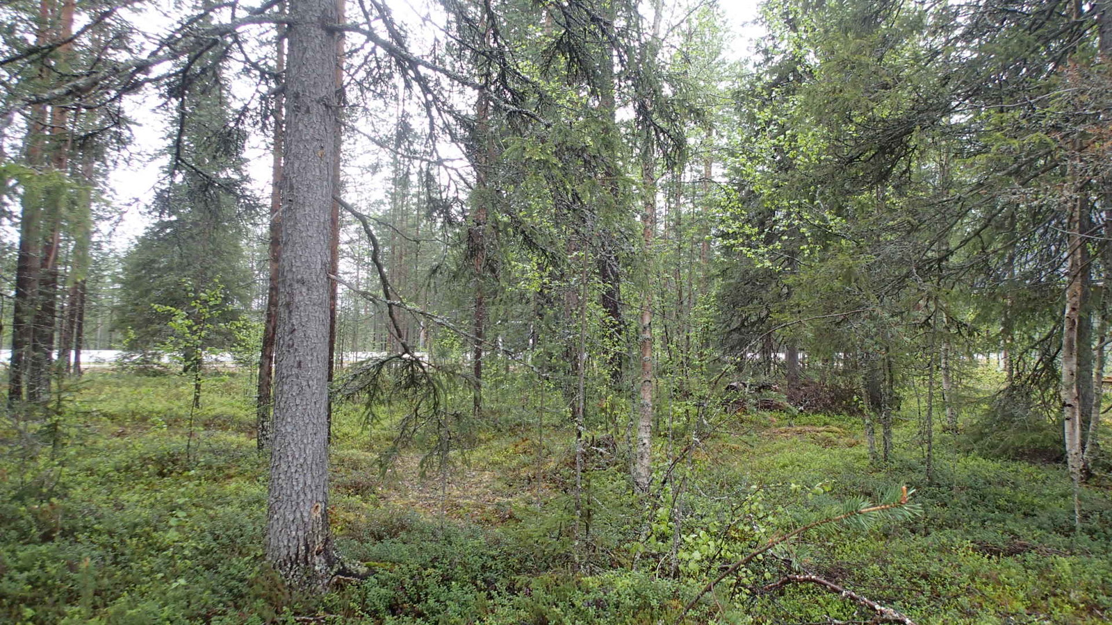 Puiden takana kulkee tie. Havupuuvaltaisen metsän aluskasvillisuutena on mustikkaa ja puolukkaa.