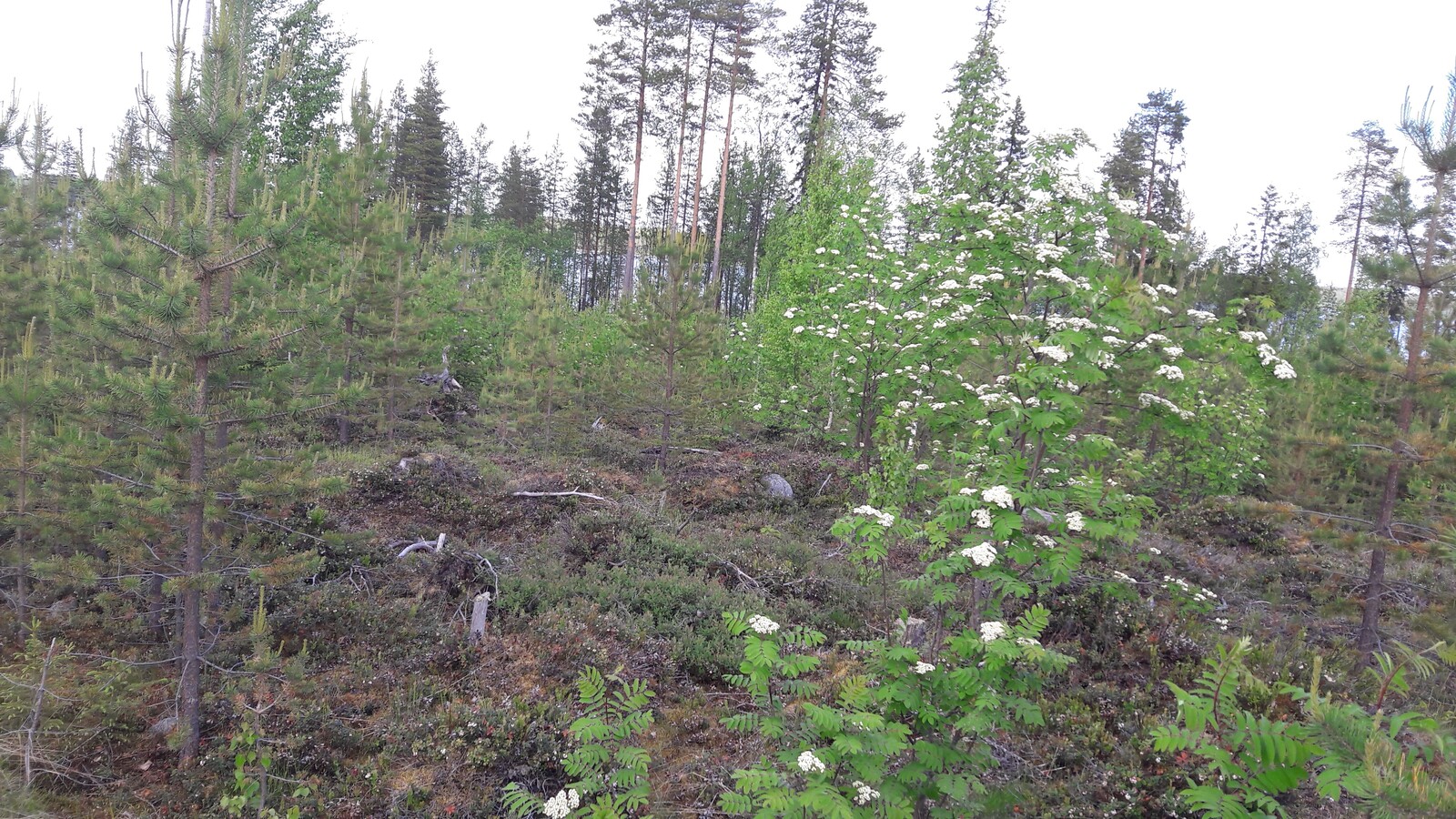 Mäntytaimikossa kasvavat pihlajat kukkivat. Taustalla on muutama korkea mänty.