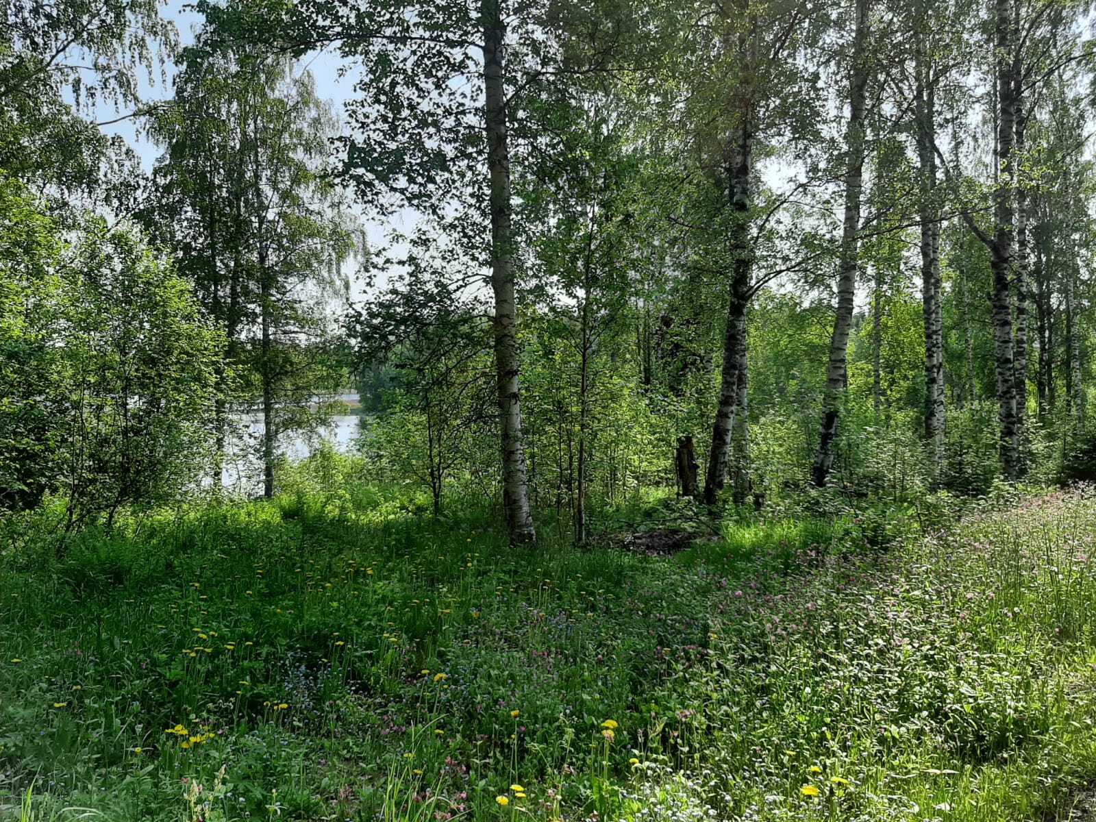 Etualalla aukeaa, jonka takana kasvavan vehreän lehtipuumetsän läpi häämöttää järvi.