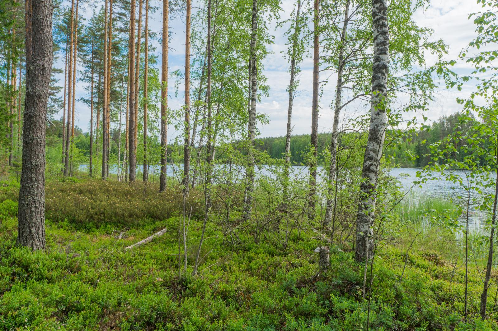 Rannassa väljästi kasvavien koivujen ja mäntyjen takana avautuu kesäinen järvimaisema.