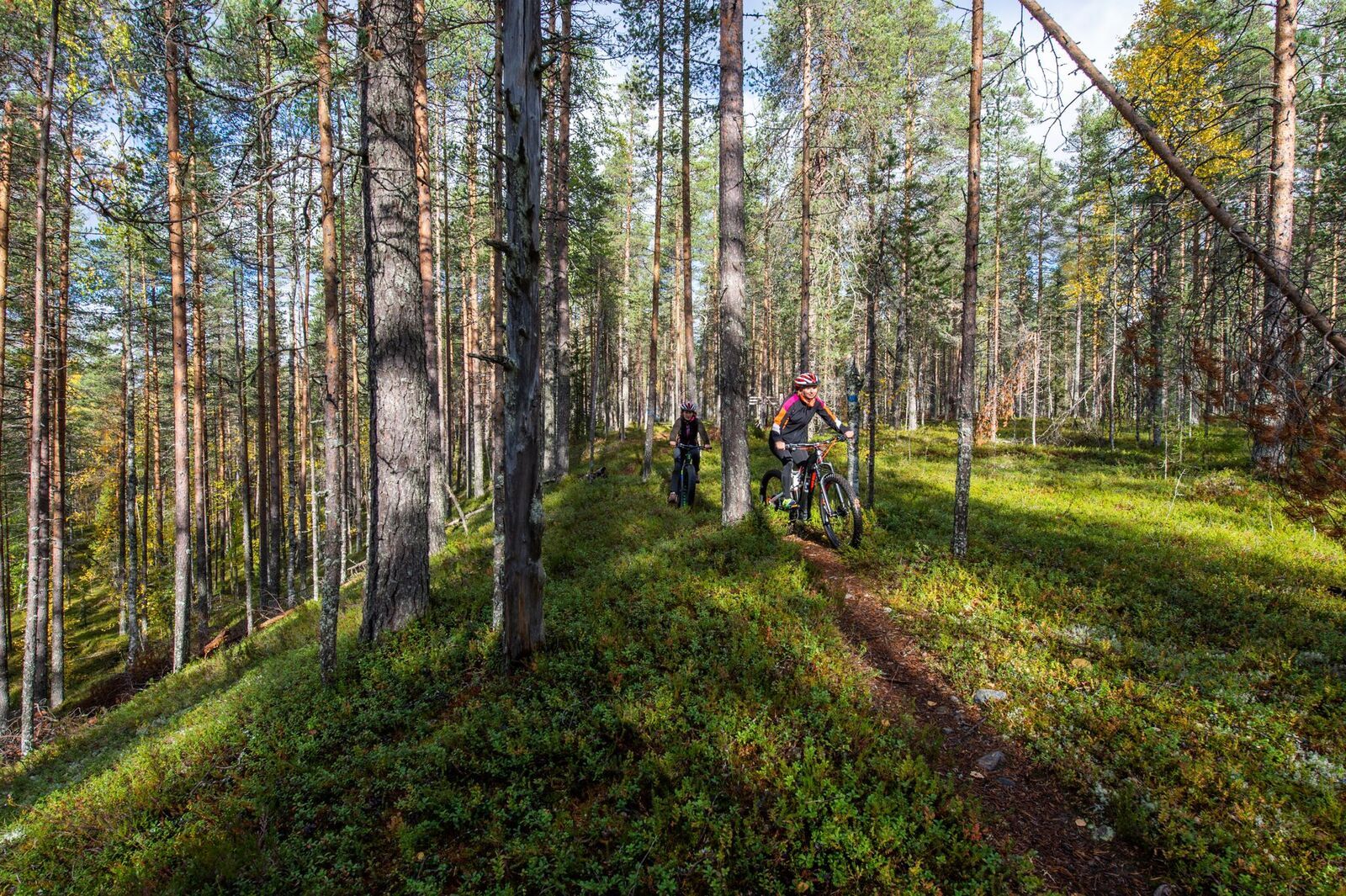 Kaksi maastopyöräilijää polkee merkityllä reitillä valoisassa harjumaisessa metsässä.