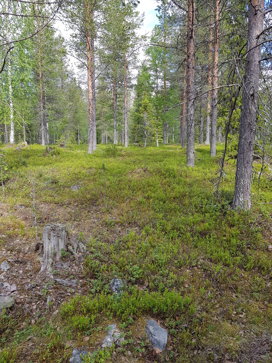 Kesäisen, havupuuvaltaisen sekametsän puuttomalla alueella on kiviä ja kanto.